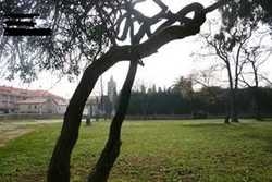 Hotel Hostal Los Pinos