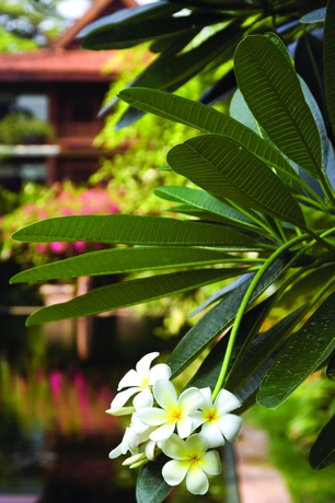 Hotel La Residence D'Angkor