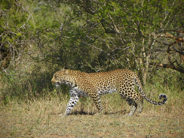 Hotel Pestana Kruger Lodge